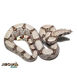 Jiboia (Boa constrictor...