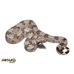 Jiboia (Boa constrictor...