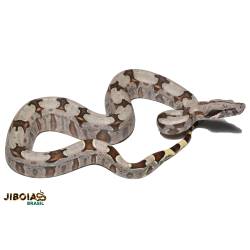 Jiboia (Boa constrictor...