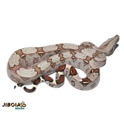 Jiboia (Boa constrictor...