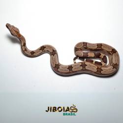 Jiboia (Boa constrictor...