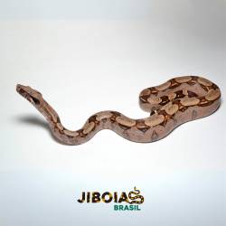 Jiboia (Boa constrictor...