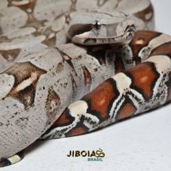 Jiboia (Boa constrictor...