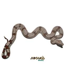 Jiboia (Boa constrictor...