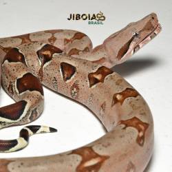 Jiboia (Boa constrictor...