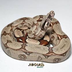 Jiboia (Boa constrictor...