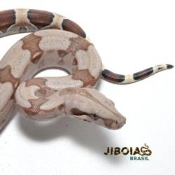 Jiboia (Boa constrictor...