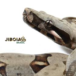 Jiboia (Boa constrictor...