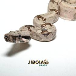 Jiboia (Boa constrictor...