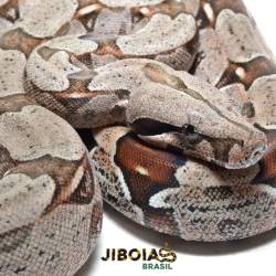 Jiboia (Boa constrictor...