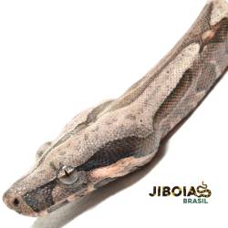 Jiboia (Boa constrictor...