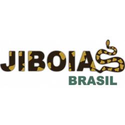 Jiboia arco-íris da...