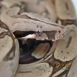 Jiboia (Boa constrictor...